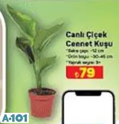 Canlı Çiçek Cennet Kuşu