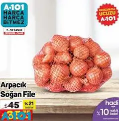 Arpacık Soğan File