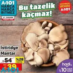 İstiridye Mantar