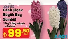 Canlı Çiçek Büyük Boy Sümbül