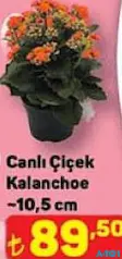 Canlı Çiçek Kalanchoe