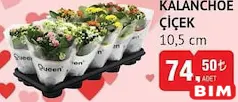 Kalanchoe Çiçek