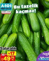 Salatalık Kg